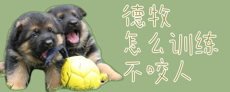 德牧怎么訓練不咬人