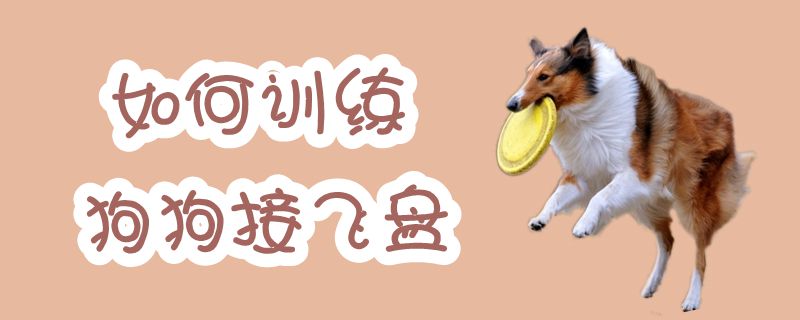 如何訓練狗狗接飛盤