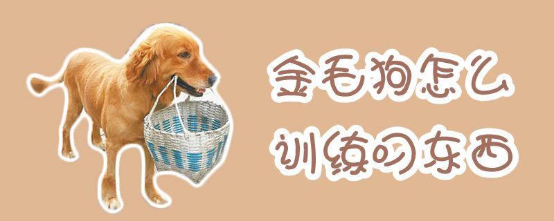金毛狗怎么訓練叼東西