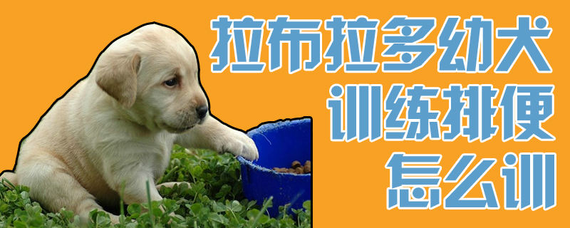 拉布拉多幼犬訓(xùn)練排便怎么訓(xùn)