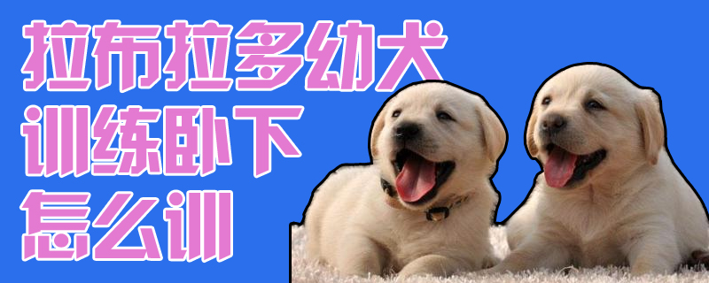 拉布拉多幼犬訓練臥下怎么訓