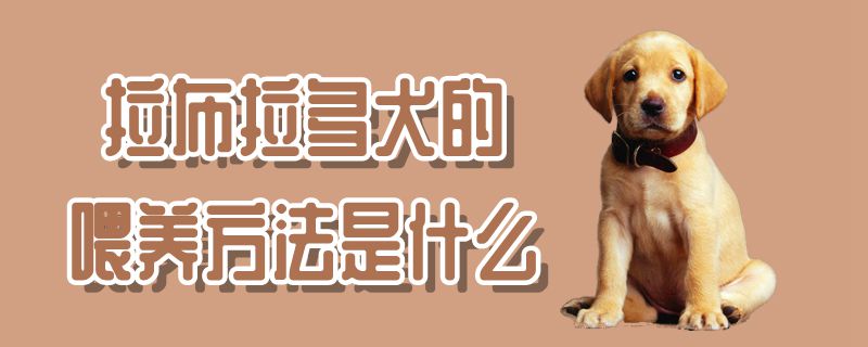 拉布拉多犬的喂養方法是什么