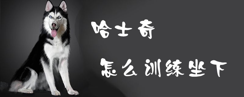 哈士奇怎么訓(xùn)練坐下1