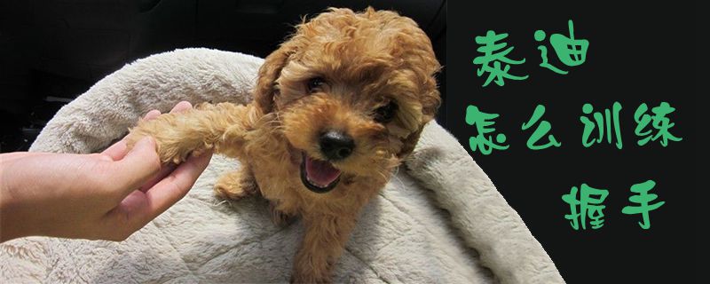 泰迪怎么訓(xùn)練握手1