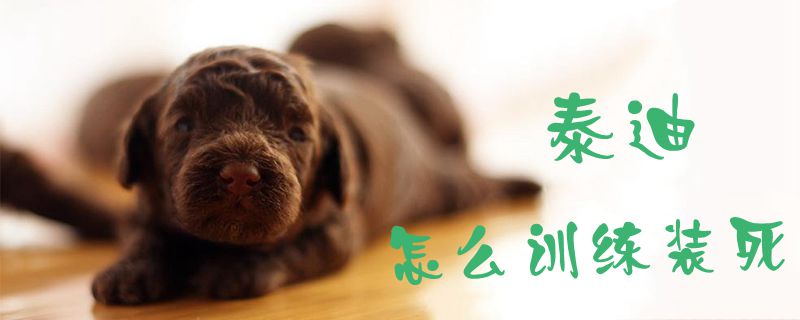 泰迪怎么訓練裝死1