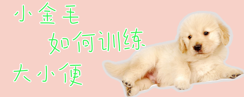 小金毛如何訓(xùn)練大小便