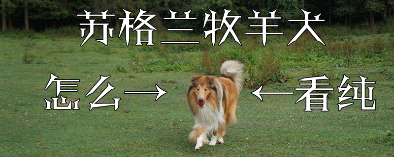 蘇格蘭牧羊犬怎么看純