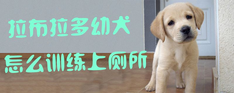 拉布拉多幼犬怎么訓(xùn)練上廁所1