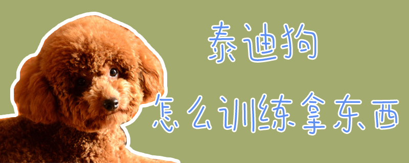 泰迪狗怎么訓練拿東西