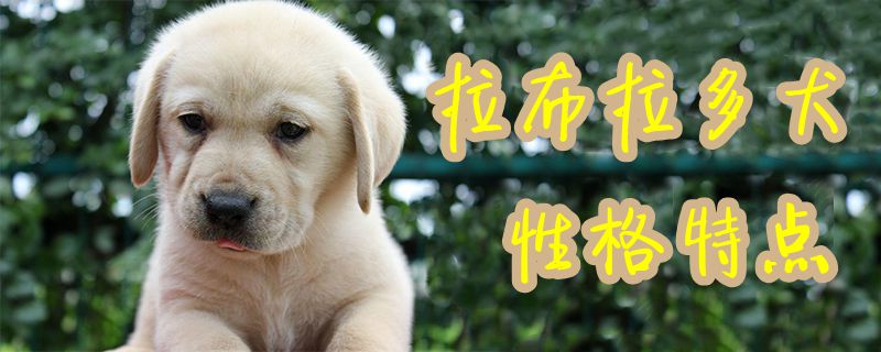 拉布拉多犬性格特點(diǎn)1