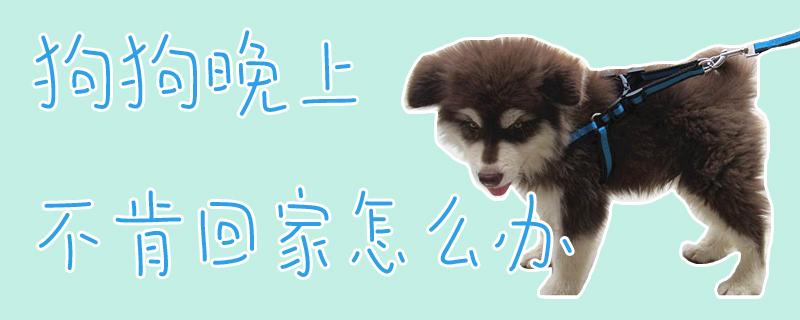狗狗晚上不肯回家怎么辦