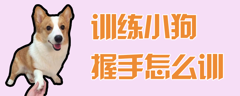 訓練小狗握手怎么訓