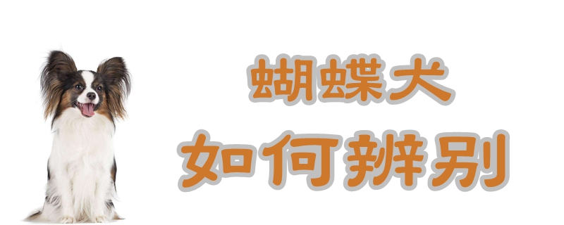 蝴蝶犬如何辨認