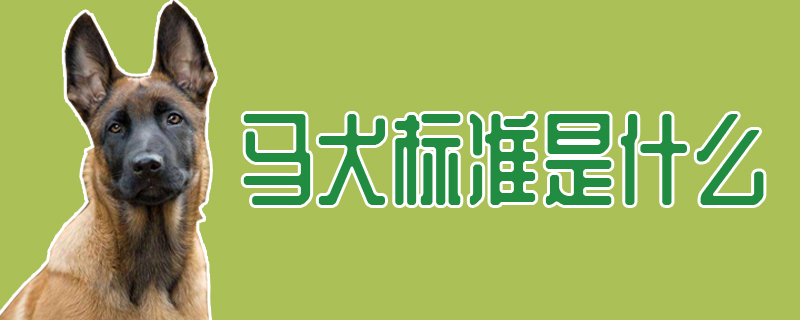 馬犬標準是什么