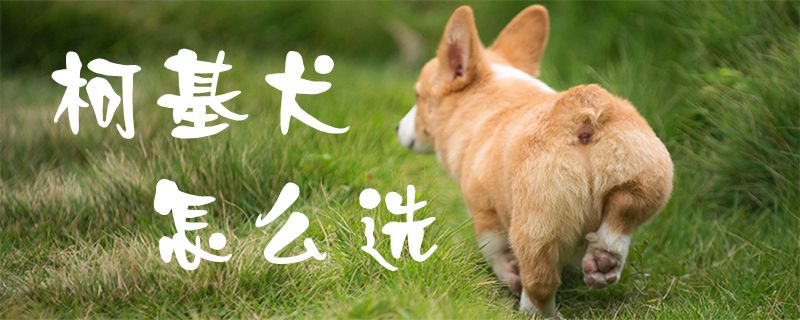 柯基犬怎么選1