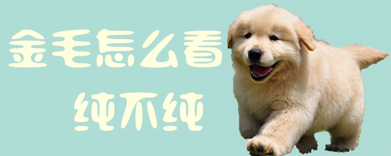 金毛怎么看純不純1