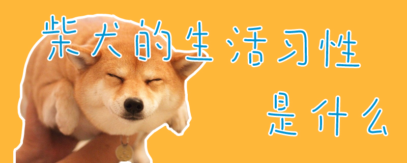 柴犬的生活習性是什么