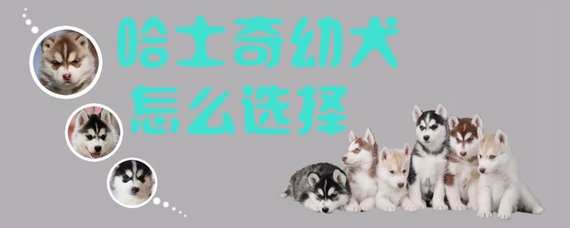 哈士奇幼犬怎么選擇1