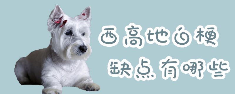 西高地白梗缺點(diǎn)有哪些