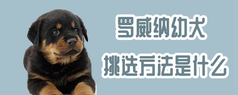 羅威納幼犬挑選方法是什么