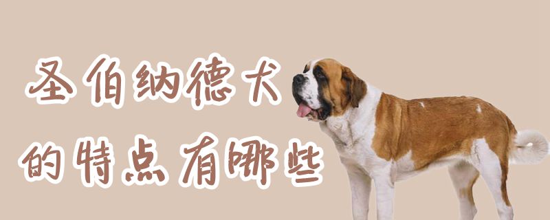 圣伯納德犬的特點(diǎn)有哪些