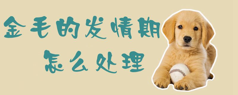 金毛的發情期怎么處理1