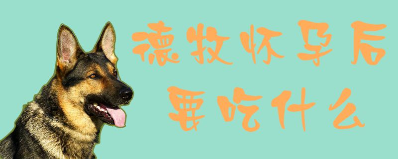 德牧懷孕后要吃什么1