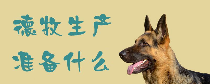 德牧生產準備什么1