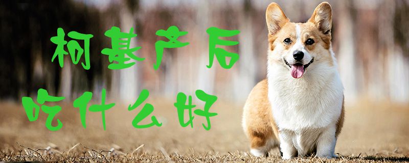 柯基產后吃什么好1