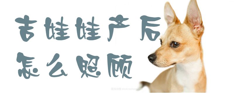 吉娃娃產后怎么照顧1