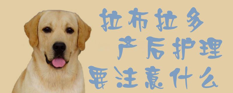 拉布拉多產后護理要注意什么1