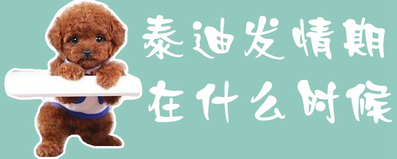 泰迪發情期在什么時候1