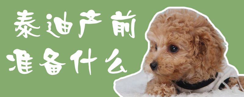 泰迪產前準備什么1