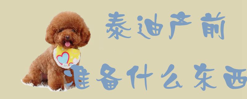 泰迪產前準備什么東西1