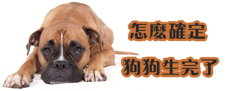 怎么確定狗狗生完了