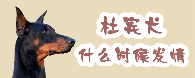 杜賓犬什么時(shí)候發(fā)情