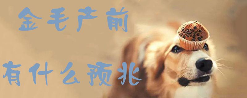 金毛產前有什么預兆1