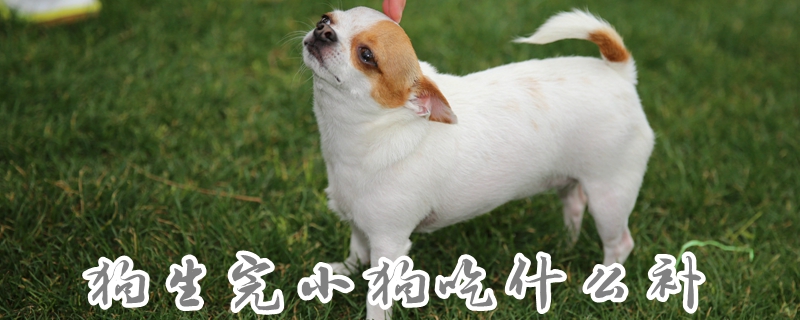 狗生完小狗吃什么補