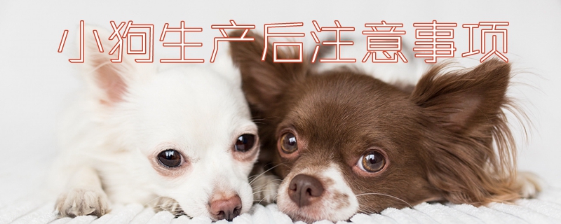 小狗生產后注意事項