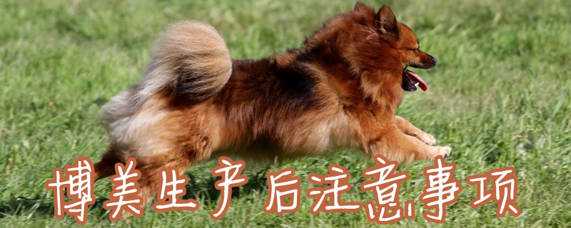 博美生產后注意事項