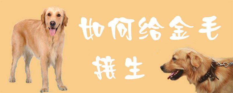 如何給金毛接生1
