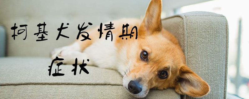 柯基犬發情期癥狀