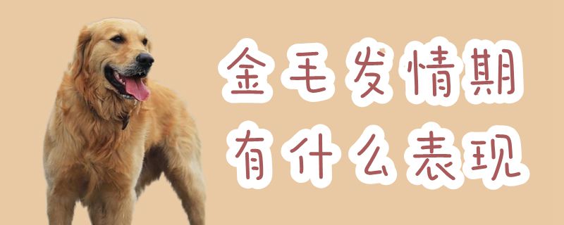 金毛發(fā)情期有什么表現