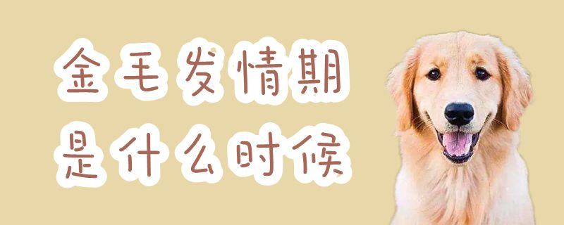 金毛發(fā)情期是什么時(shí)候