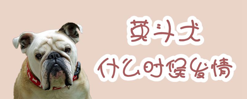 英斗犬什么時候發情