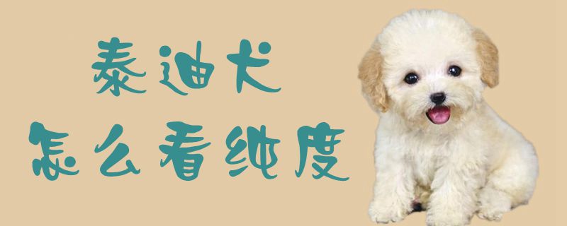 泰迪犬怎么看純度1