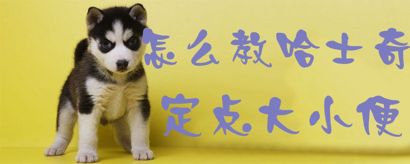 怎么教哈士奇定點大小便1