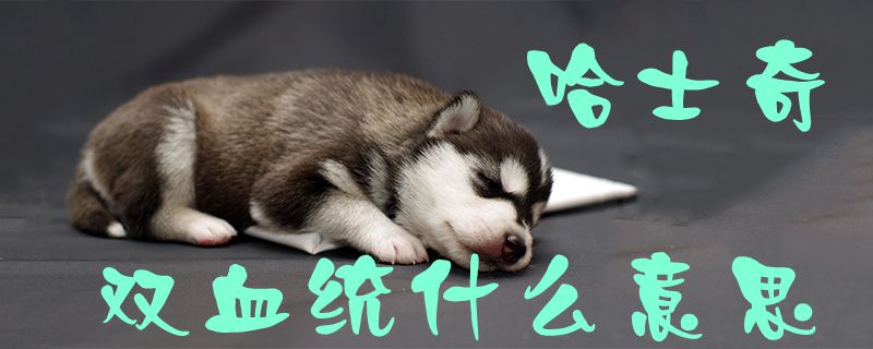 哈士奇雙血統(tǒng)什么意思1