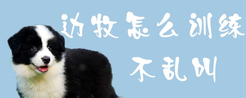 邊牧怎么訓練不亂叫1