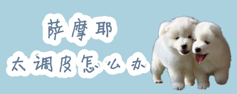 薩摩耶太調(diào)皮怎么辦